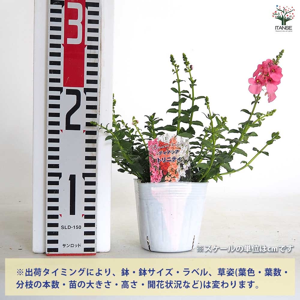 ファクトリー苗3号鉢ヒアリナサンルイスデラパス×シムランスデサンチェス札付き ヒアリナサンルイスデラパス | RuPo 多肉植物専門店