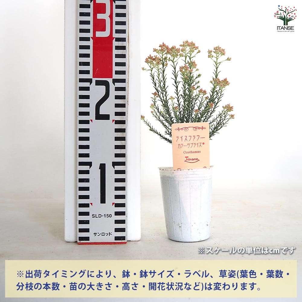 ライスフラワー カラーサプライズ 【花苗 2.5号】｜ 【植物の