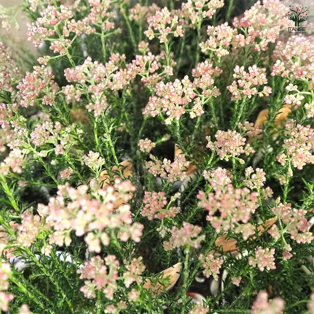 ライスフラワー カラーサプライズ 【花苗 2.5号】｜ 【植物の