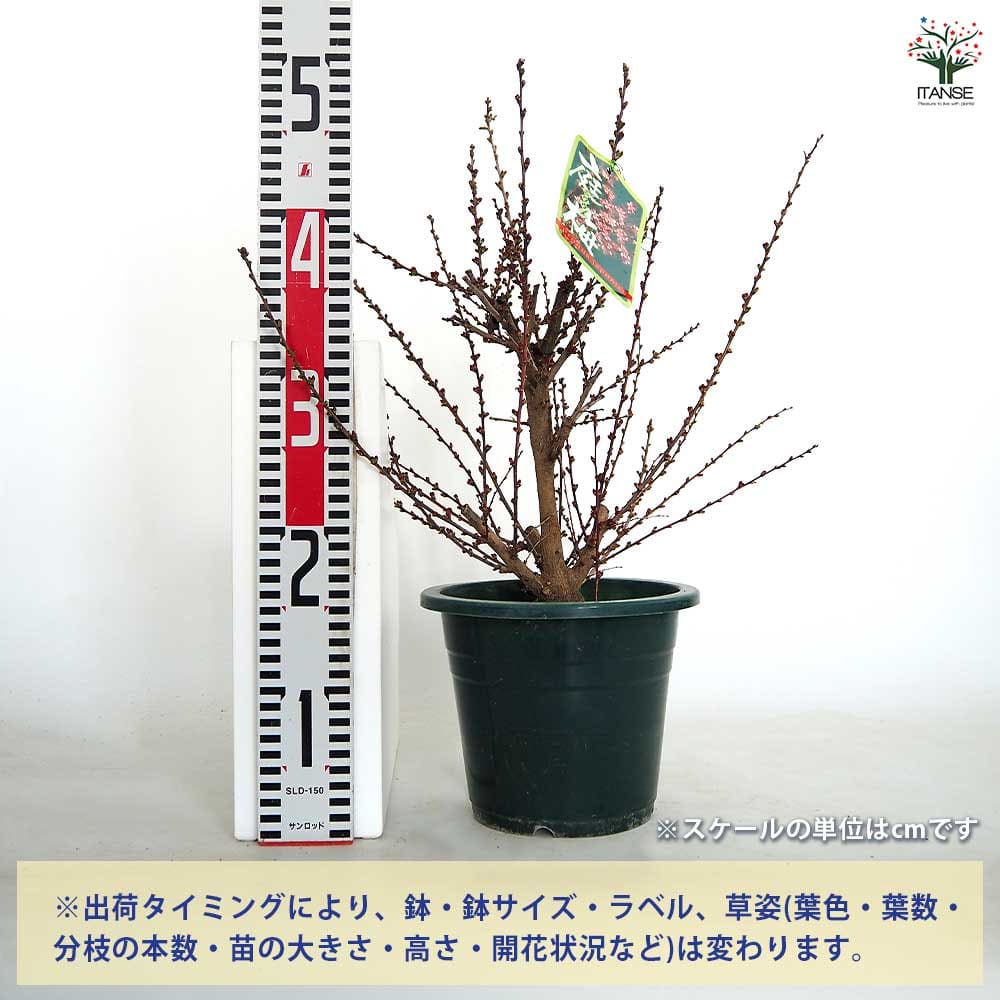 ニワウメ(庭梅) 【花木苗 6号／1個売り】｜ 【植物のITANSE
