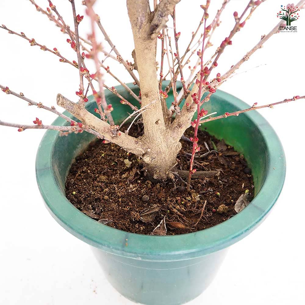 ニワウメ(庭梅) 【花木苗 6号/1個売り】| 【植物のITANSE ニワウメ(庭梅) 【花木苗 6号/1個売り】| 【植物のITANSE