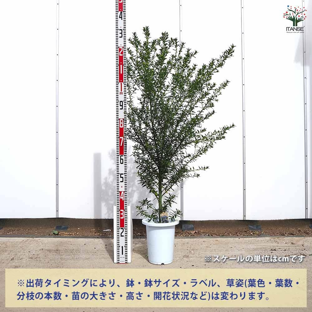 バーサス　9cm 31g 8049 | エイトオプティク
