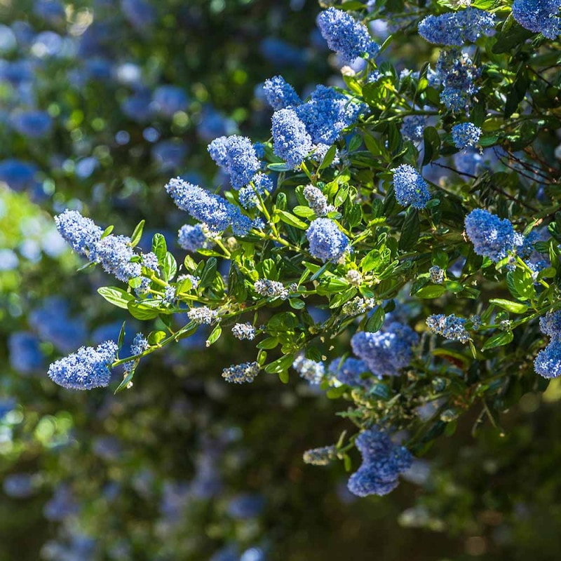 キングサリの苗 【庭木 6号鉢／1個売り】｜ 【植物のITANSE