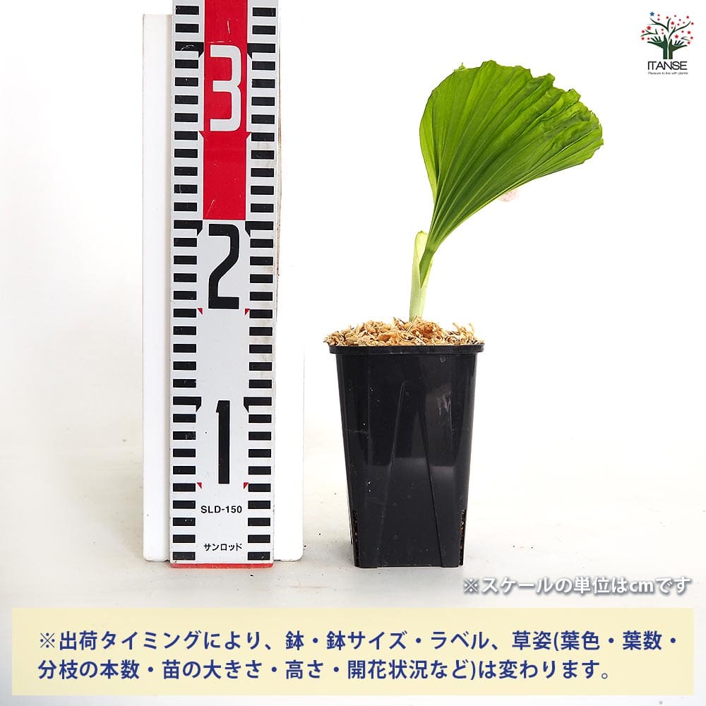 台湾クマガイソウ（入手困難品） 台湾熊谷草(タイワンクマガイソウ) 【花苗 3.5号／1個売り】｜ 【植物