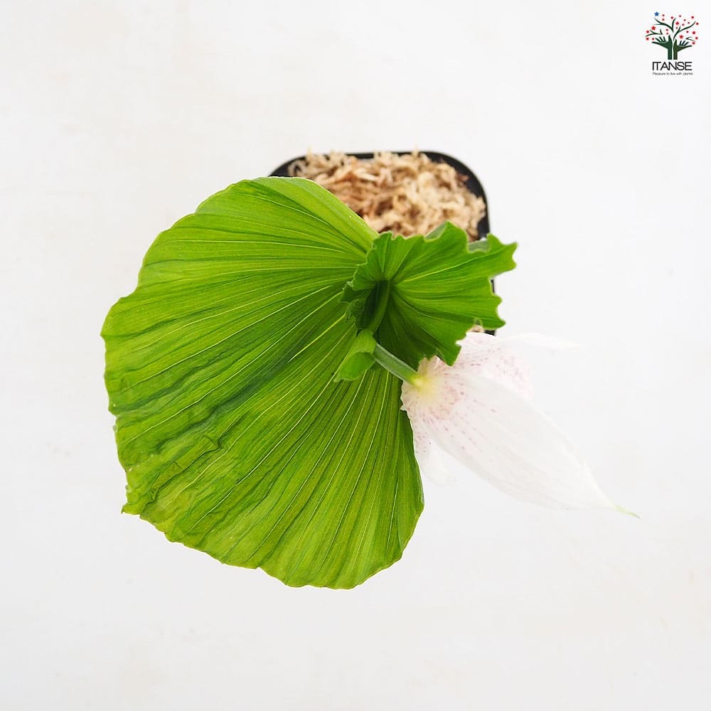台湾熊谷草(タイワンクマガイソウ) 【花苗 3.5号／1個売り】｜ 【植物