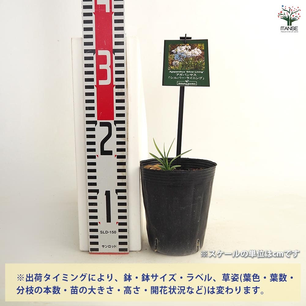 アガパンサス シルバーライニング 【花苗 4号／1個売り】｜ 【植物の