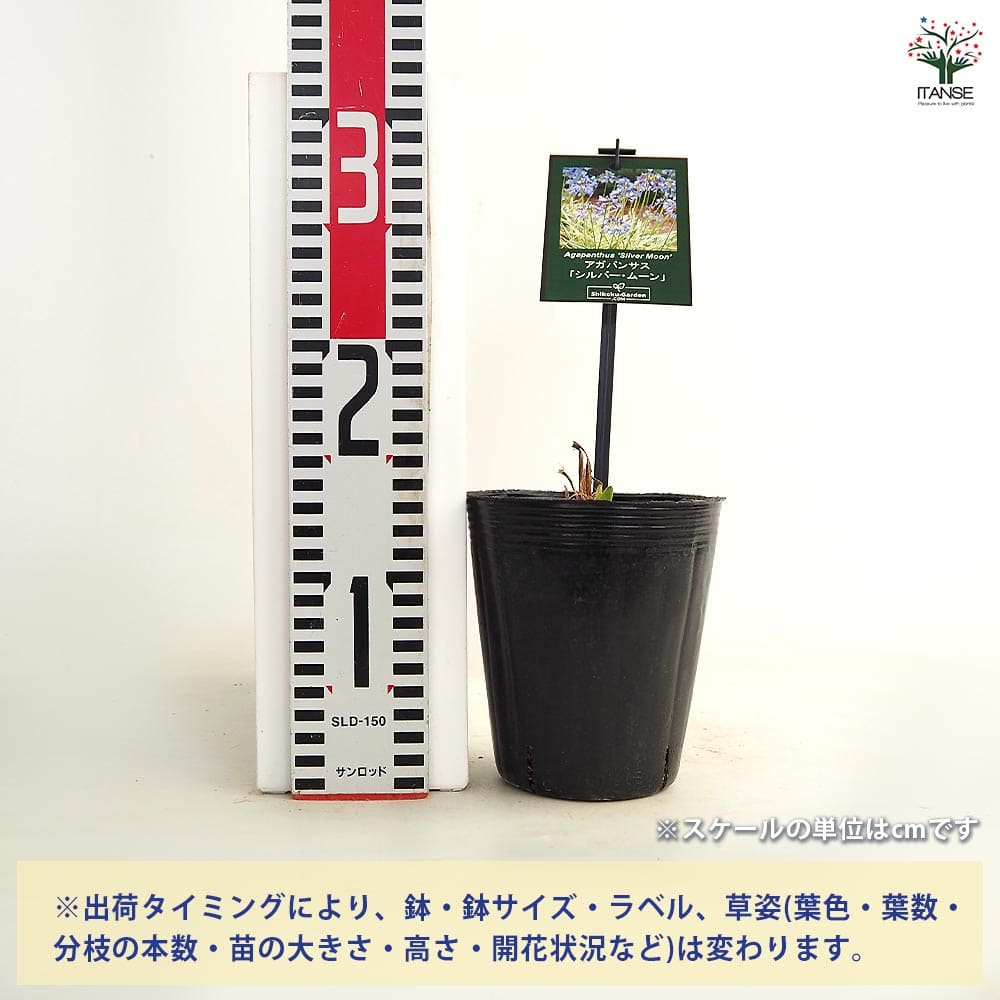 アガパンサス シルバームーン 【花苗 4号／1個売り】｜ 【植物の