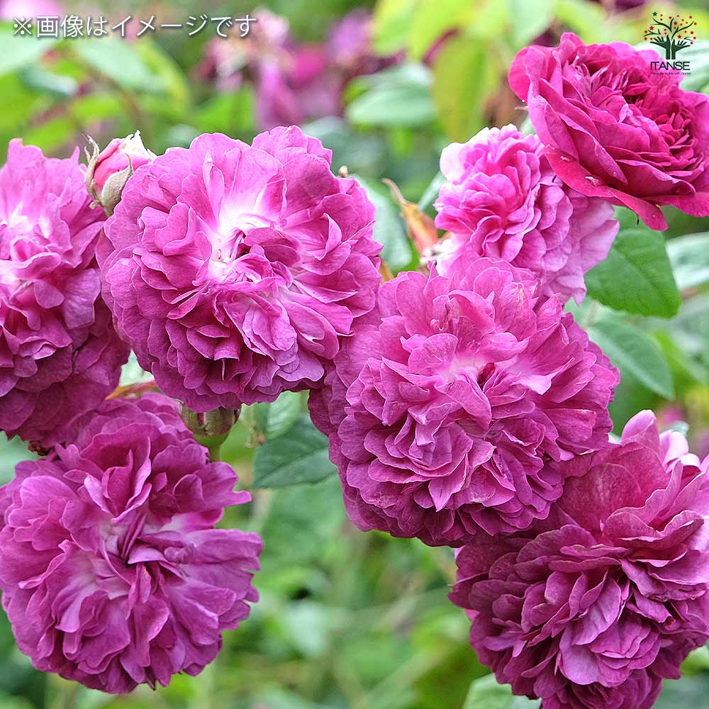 薔薇 カーディナル ドゥ リシュリュー 接木苗【花苗 4号／1個売り