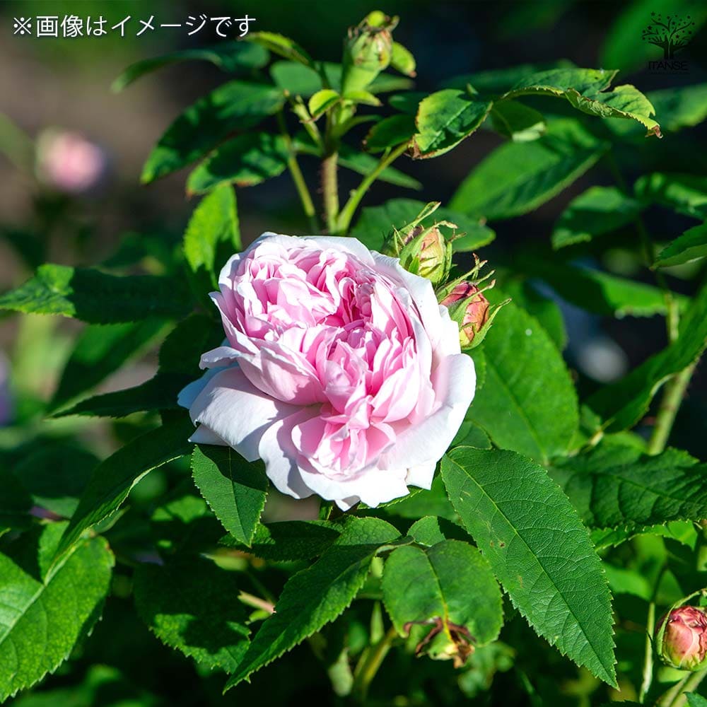 薔薇 ジャックカルティエ 接木苗【花苗 4号／1個売り】｜ 【植物の