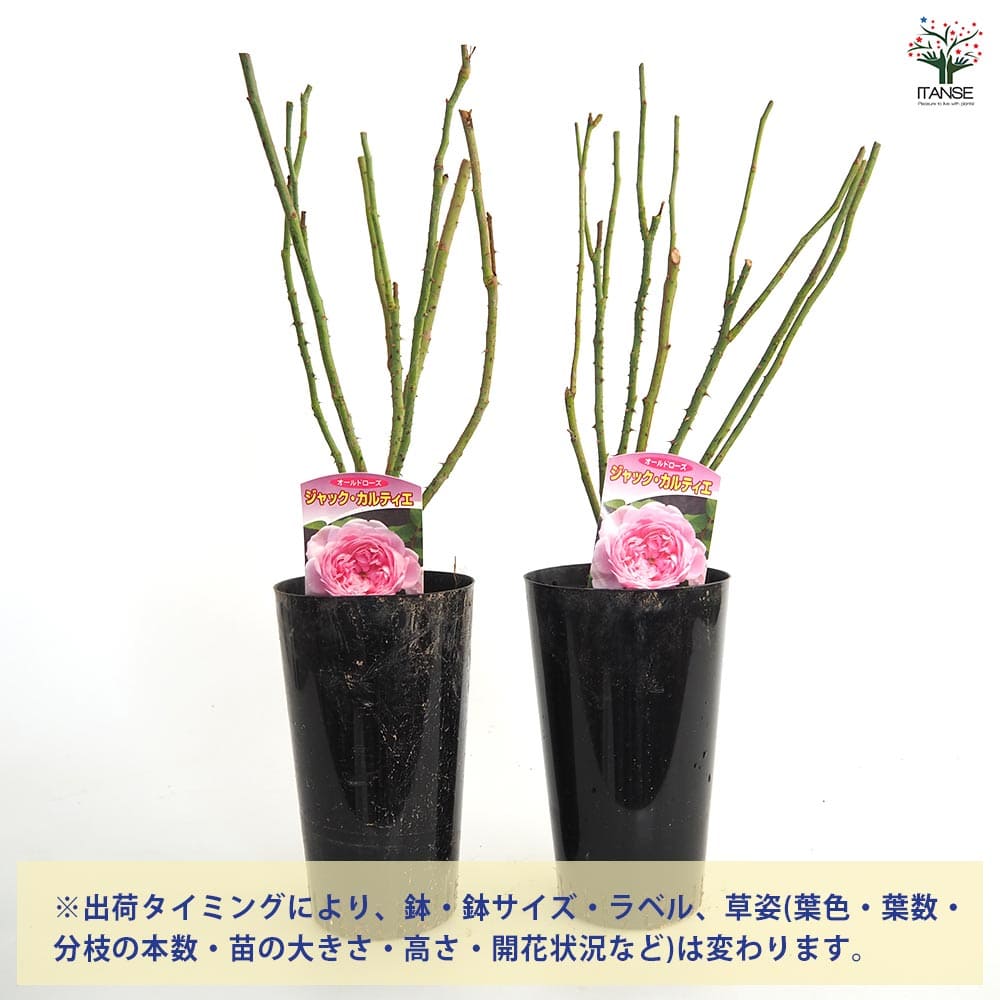 薔薇 ジャックカルティエ 接木苗【花苗 4号／1個売り】｜ 【植物の
