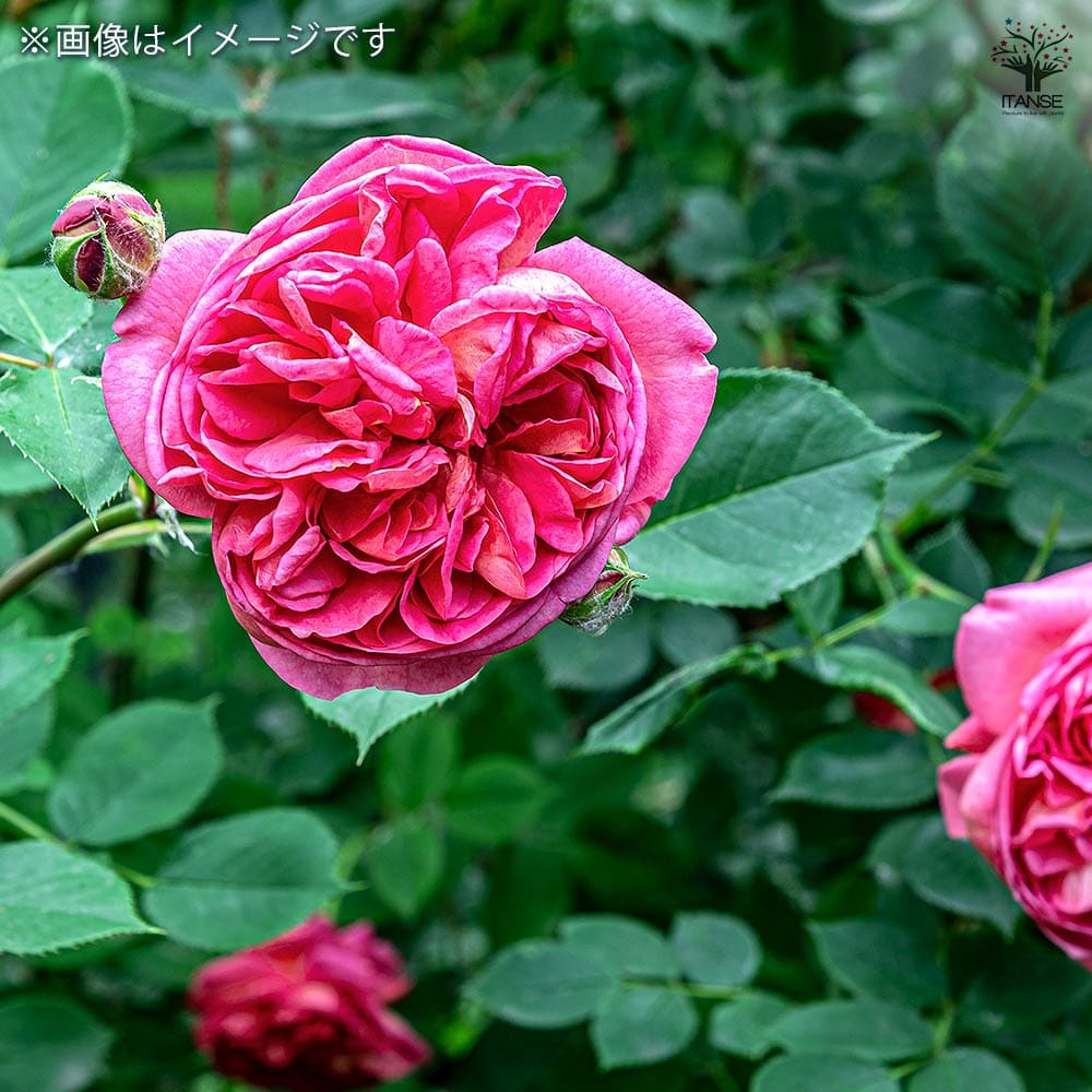 薔薇 マダム イサーク ペレーレ 接木苗【花苗 4号／1個売り】｜ 【植物