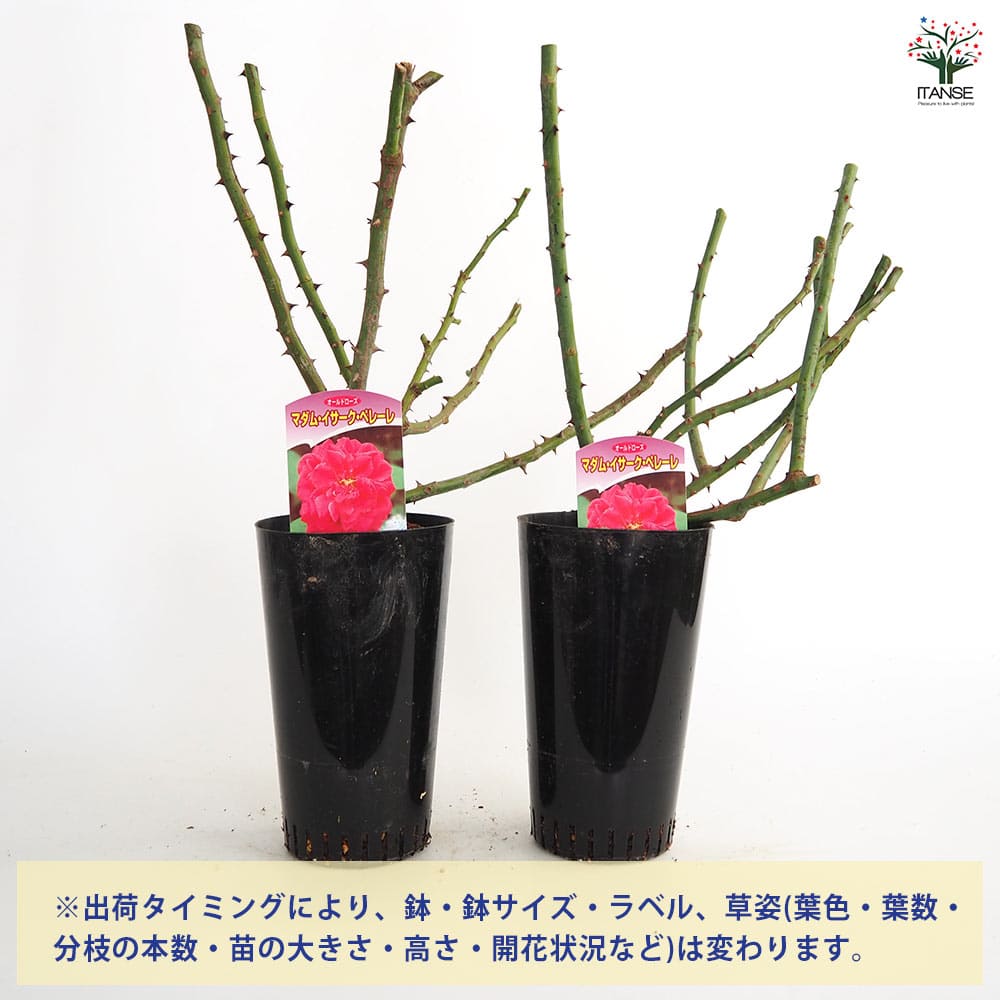 薔薇 マダム イサーク ペレーレ 接木苗【花苗 4号／1個売り】｜ 【植物