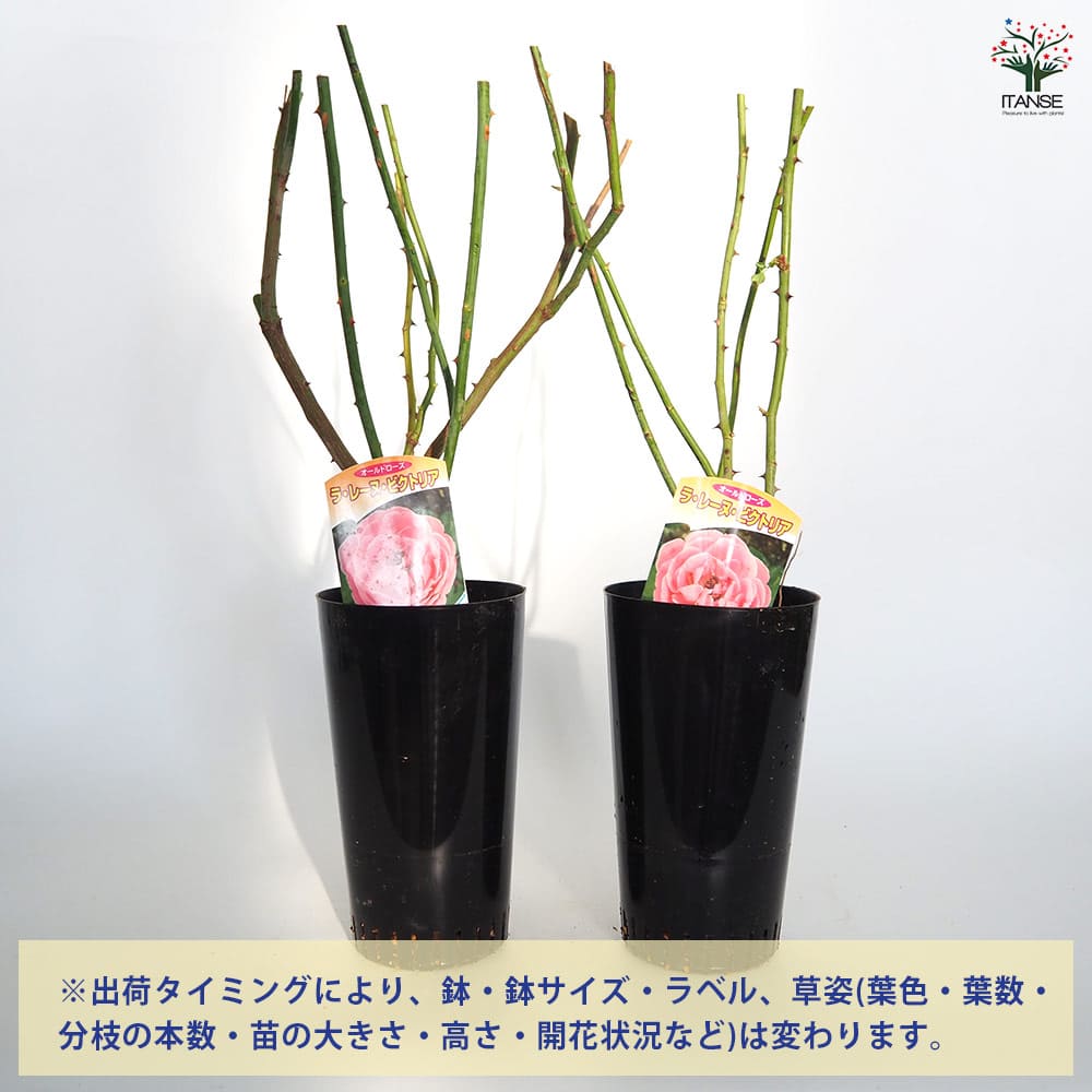 薔薇 ラレーヌ ビクトリア 接木苗【花苗 4号／1個売り】｜ 【植物の