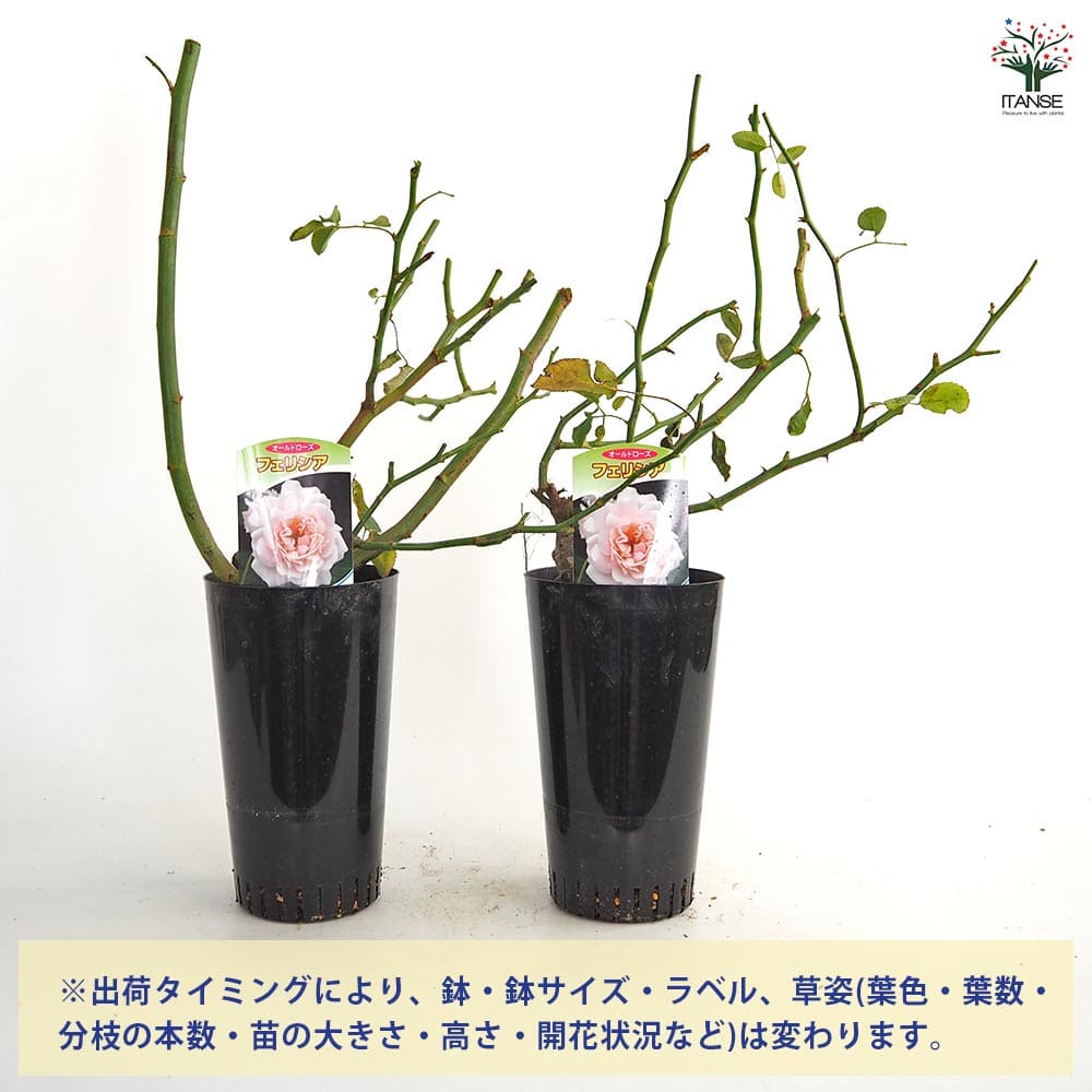 薔薇 フェリシア 接木苗【花苗 4号／1個売り】｜ 【植物のITANSE