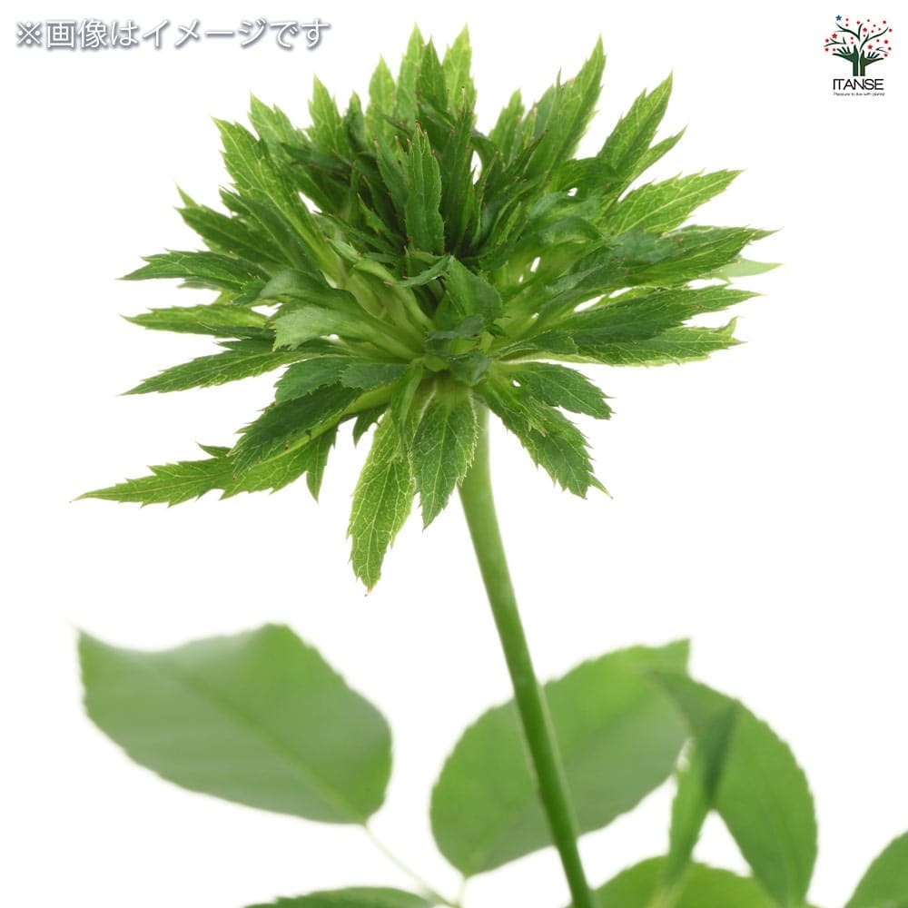 薔薇 グリーンローズ 接木苗【花苗 4号／1個売り】｜ 【植物の