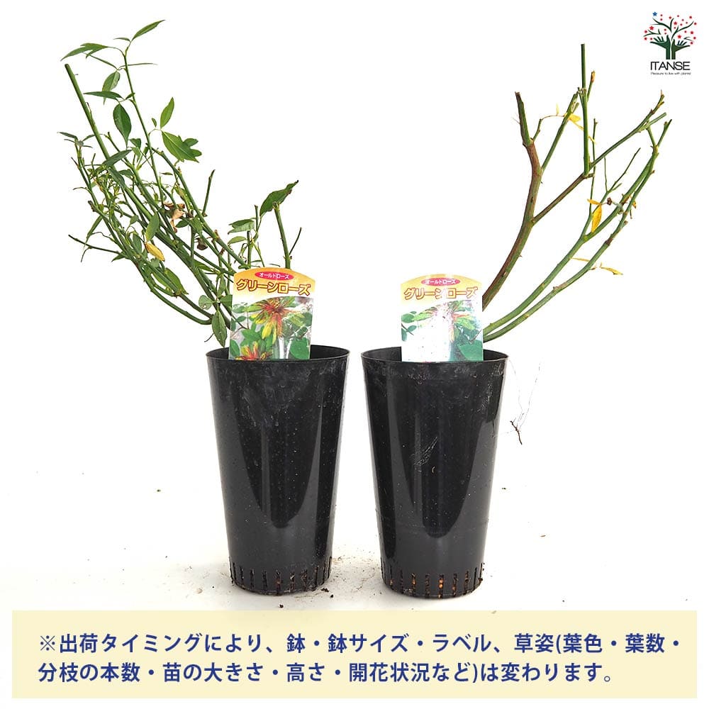 切花薔薇接木苗 薔薇 グリーンローズ 接木苗【花苗 4号／1個売り】｜ 【植物の