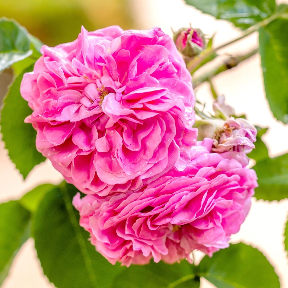 薔薇 ミセス ジョンレイン 接木苗【花苗 4号／1個売り】｜ 【植物の