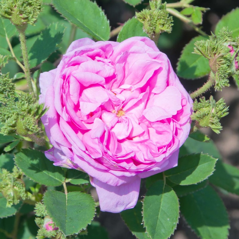 薔薇の苗 オフェリア (四季咲きハイブリッドティーローズ)【花苗新苗4