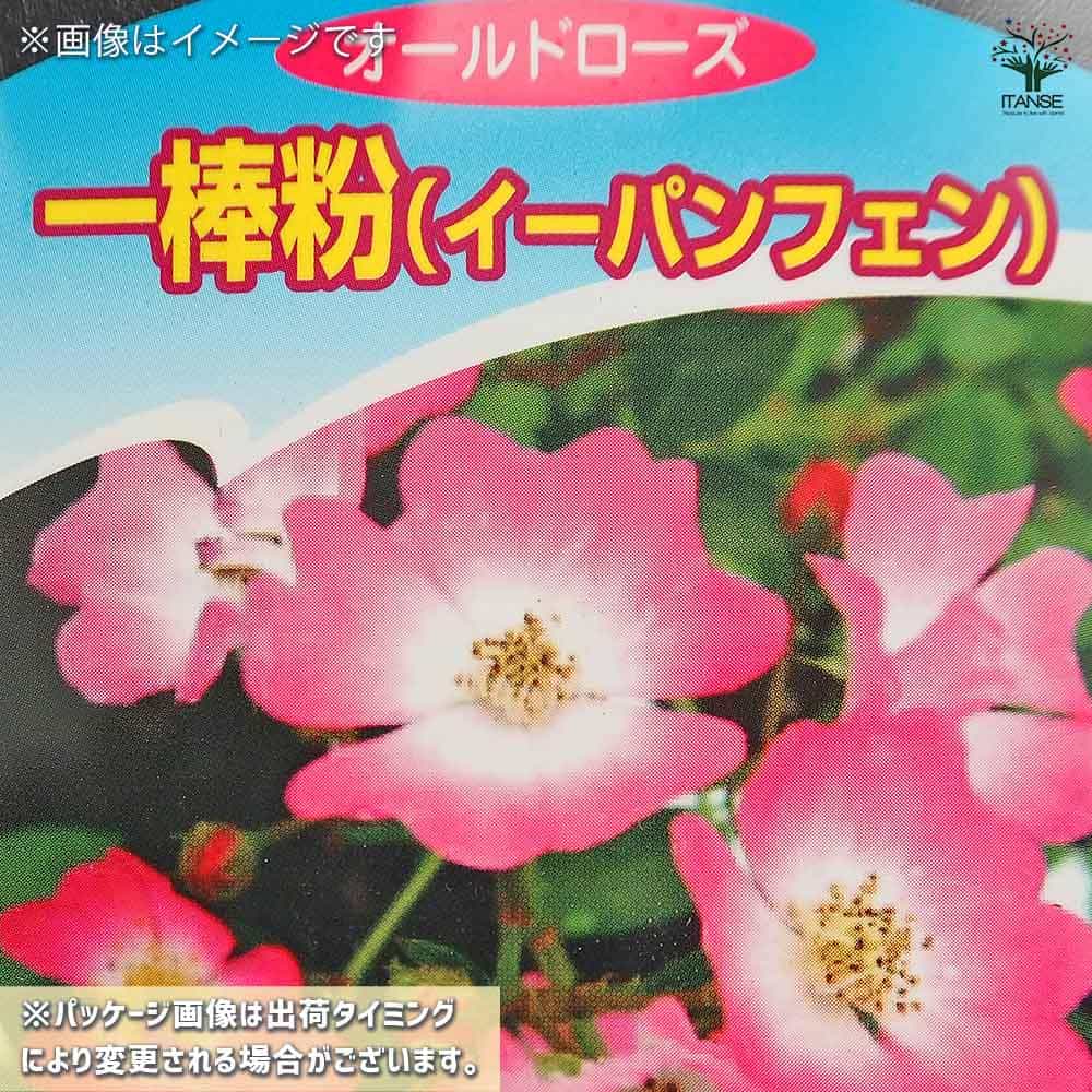 薔薇 一棒粉(イーパンフェン) 接木苗【花苗 4号／1個売り】｜ 【植物の