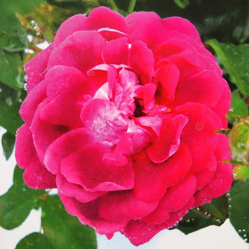薔薇 つるバラ ”キングローズ”クライミングローズ【花苗 7号大苗／1個