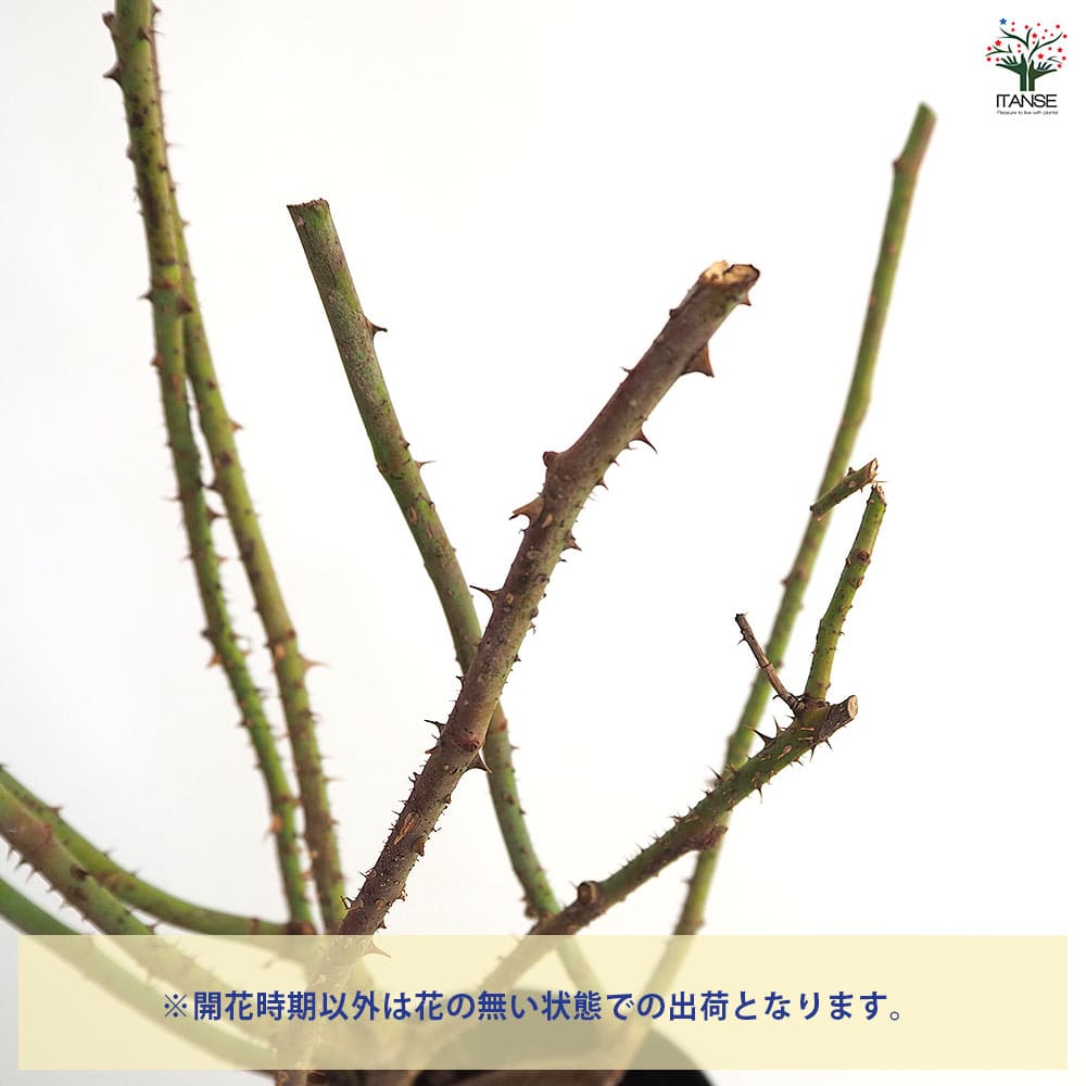 薔薇 キングジョージ4世 接木苗【花苗 4号／1個売り】｜ 【植物の