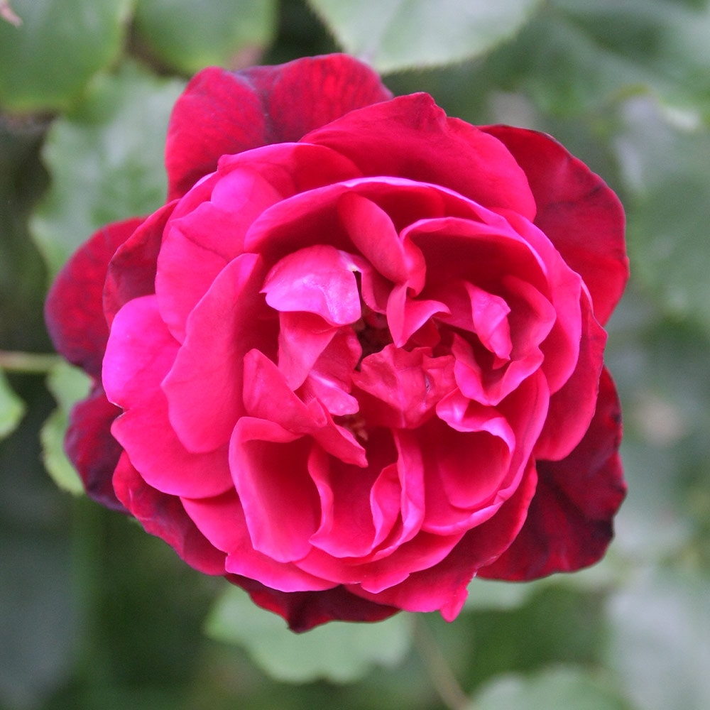 薔薇 ルイ14世 接木苗【花苗 4号/1個売り】| 【植物のITANSE 薔薇 ルイ14世 接木苗【花苗 4号/1個売り】| 【植物のITANSE