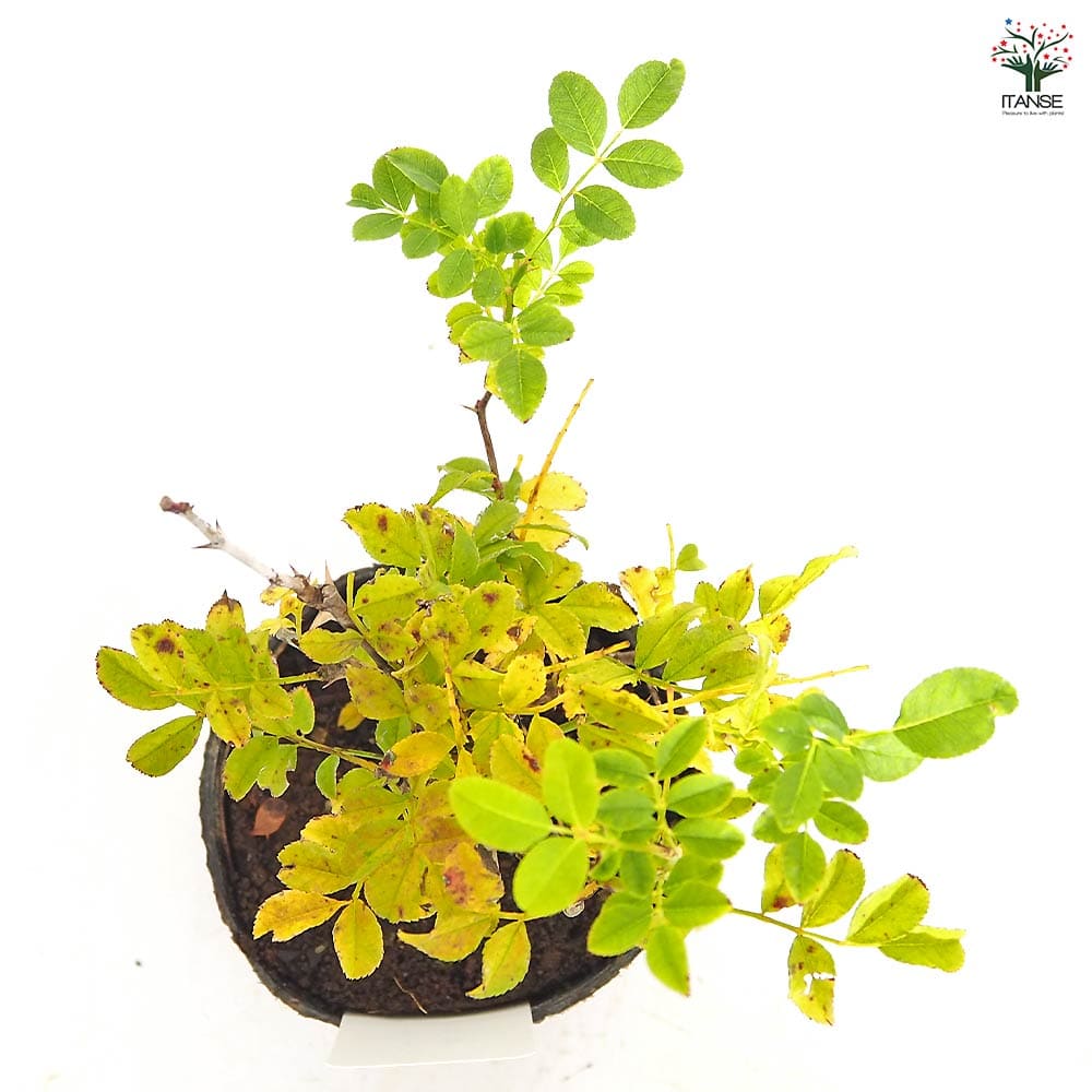 薔夜子様確認用 薔薇 十六夜 【花木苗 3.5号】｜ 【植物のITANSE】全品送料無料