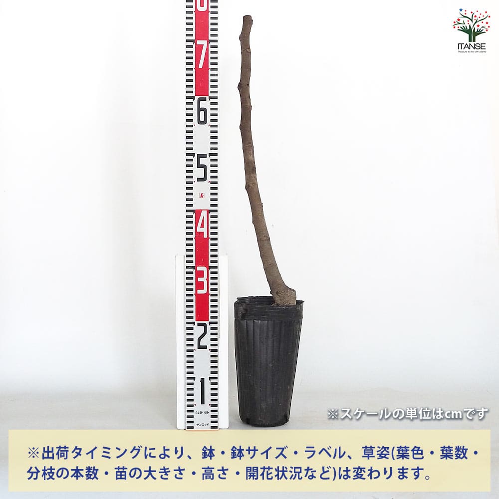イチジク ビオレット ド アルジェンティル 【果樹の苗木 4号／1個売り