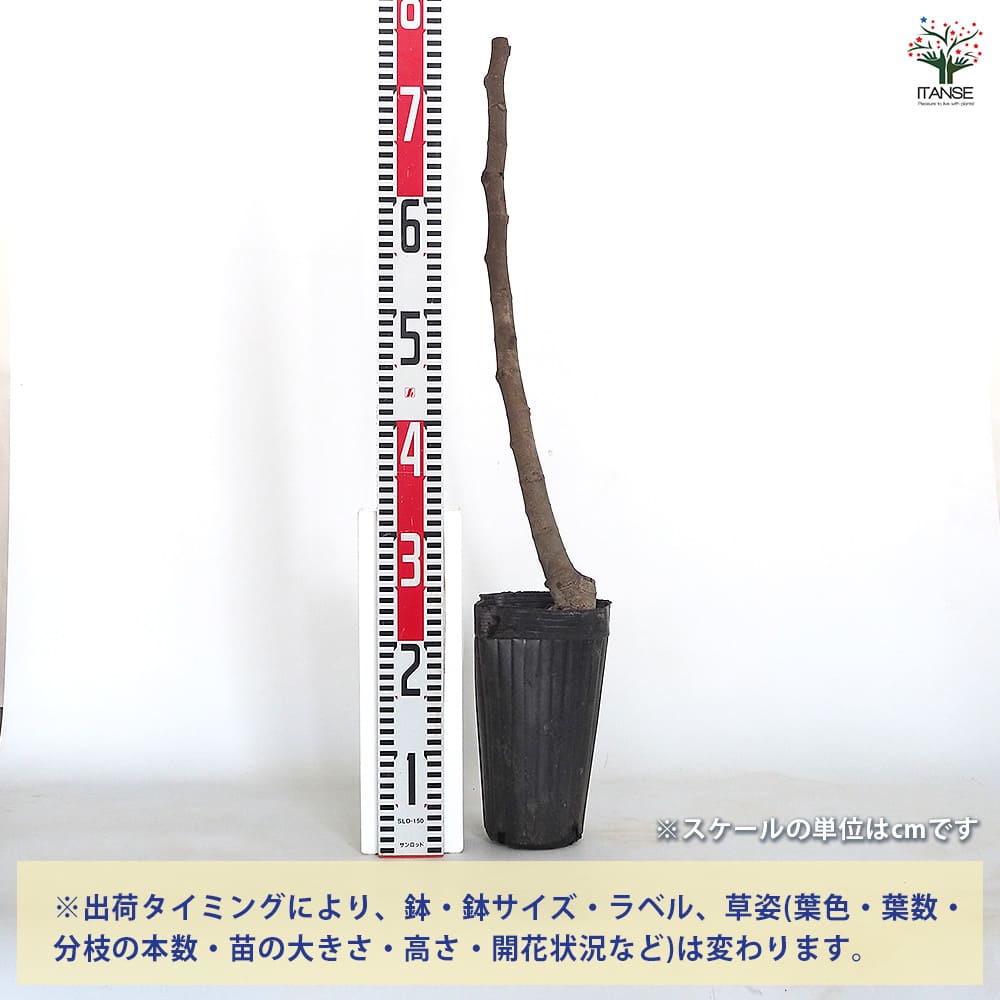 追加商品画像