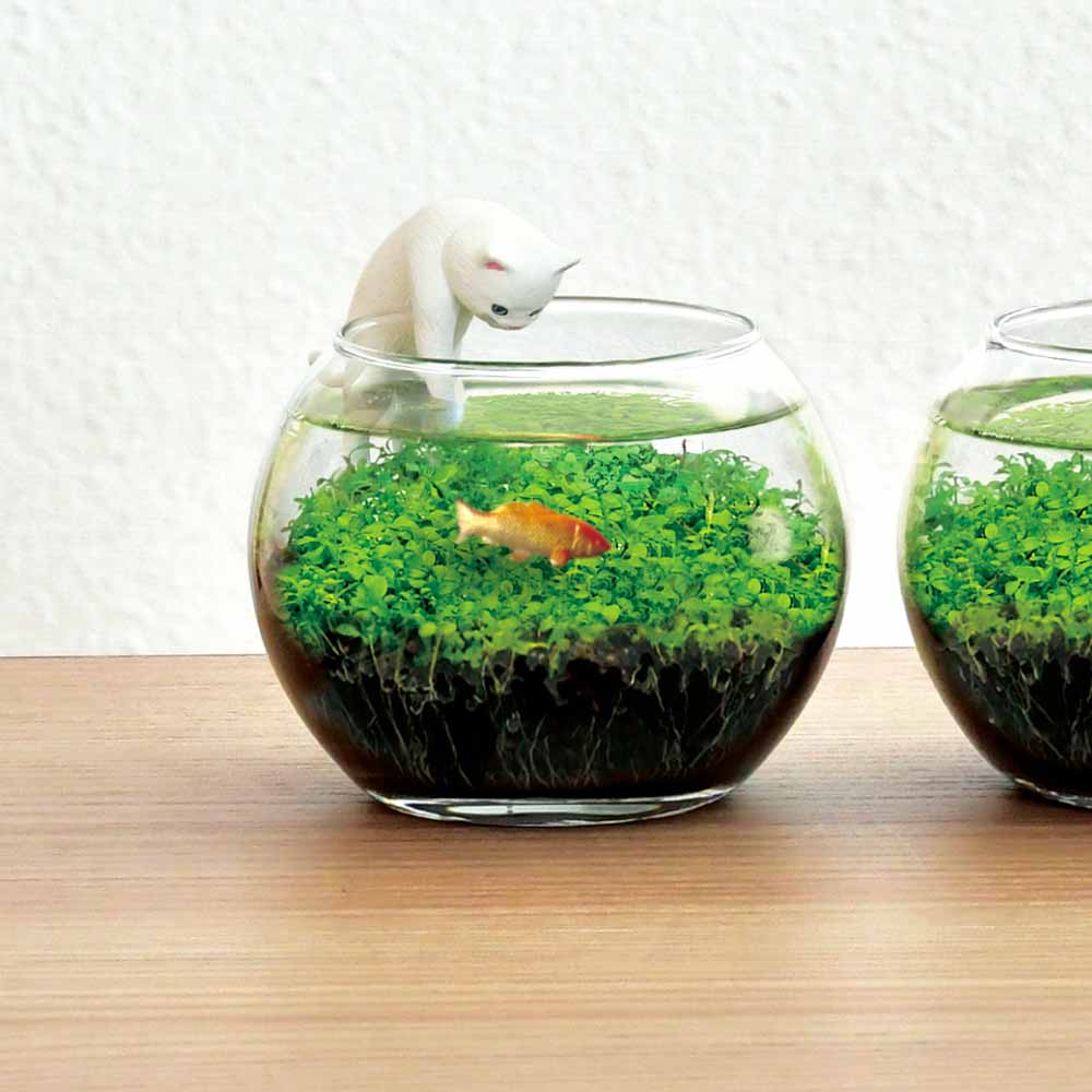 栽培セット じゃれ猫水槽鉢 白  【栽培セット 】