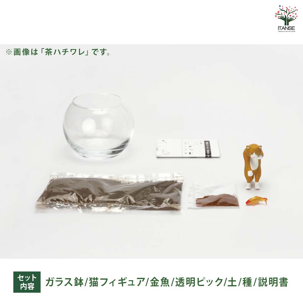 栽培セット じゃれ猫水槽鉢 茶ハチワレ 【栽培セット 】｜ 【植物の