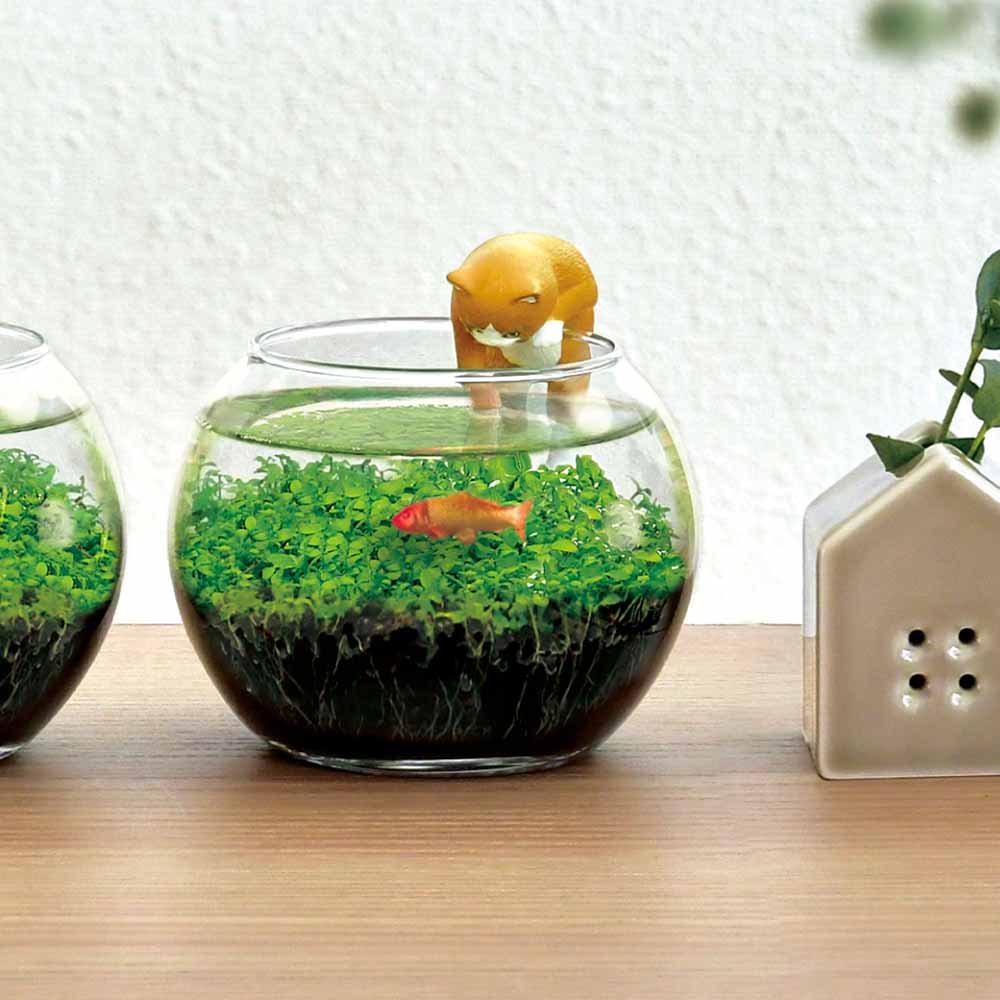 栽培セット じゃれ猫水槽鉢 茶ハチワレ  【栽培セット 】