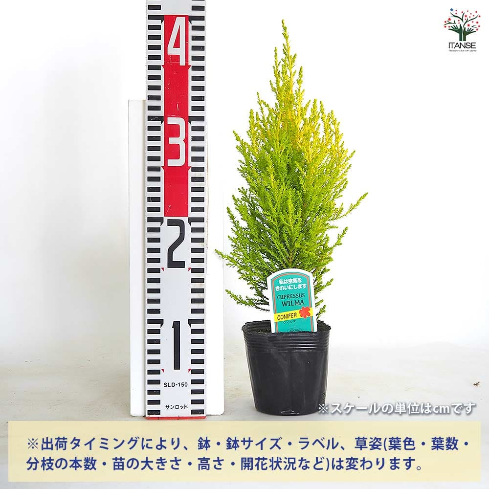 コニファー ウィルマ【庭木 3～3.5号】｜ 【植物のITANSE】全品