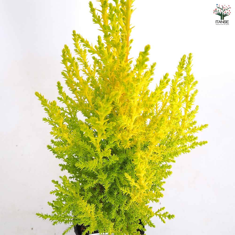 コニファー ウィルマ【庭木 3～3.5号】｜ 【植物のITANSE】全品