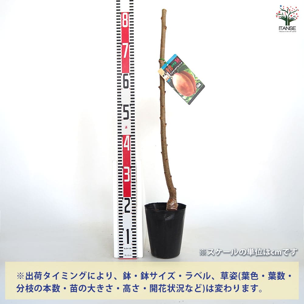 桃の苗木 天津水蜜 テンシンスイミツ) 【果樹の苗木 4号/1個売り 桃の苗木 天津水蜜 テンシンスイミツ) 【果樹の苗木 4号/1個売り