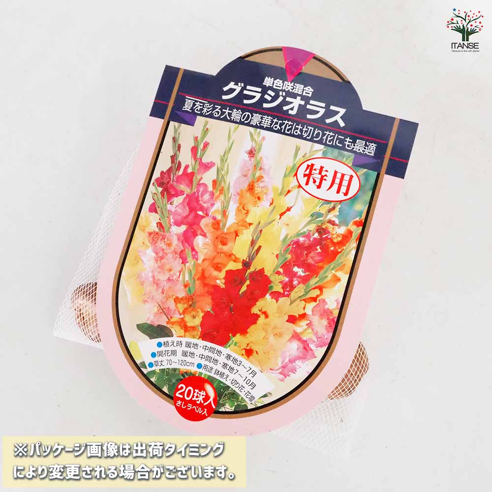 花球根 徳用グラジオラス 単色咲混合 【花球根 20球】｜ 【植物の