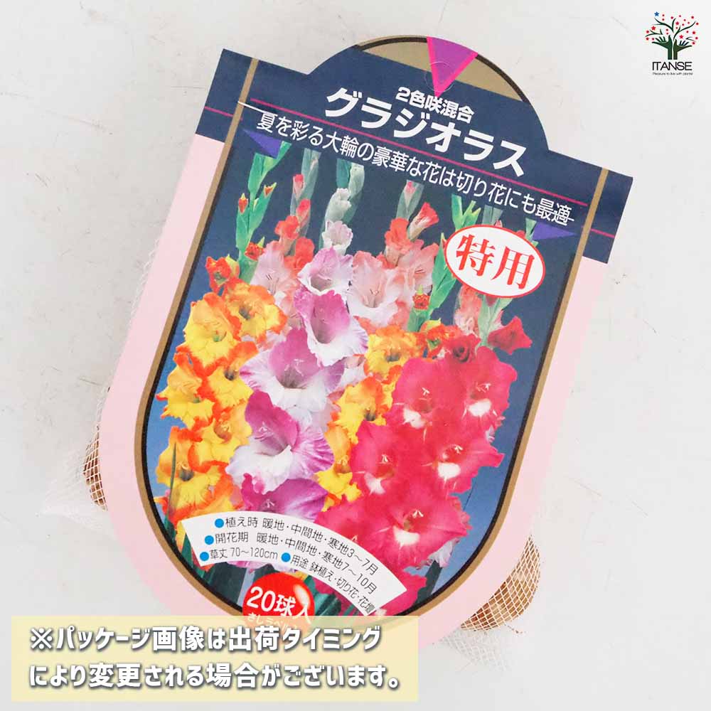花球根 徳用グラジオラス 2色咲混合 【花球根 20球】｜ 【植物の