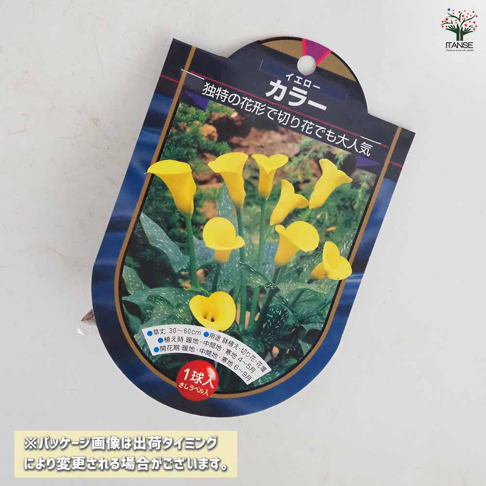 花球根 カラー イエロー 【花球根 1球】｜ 【植物のITANSE】全品