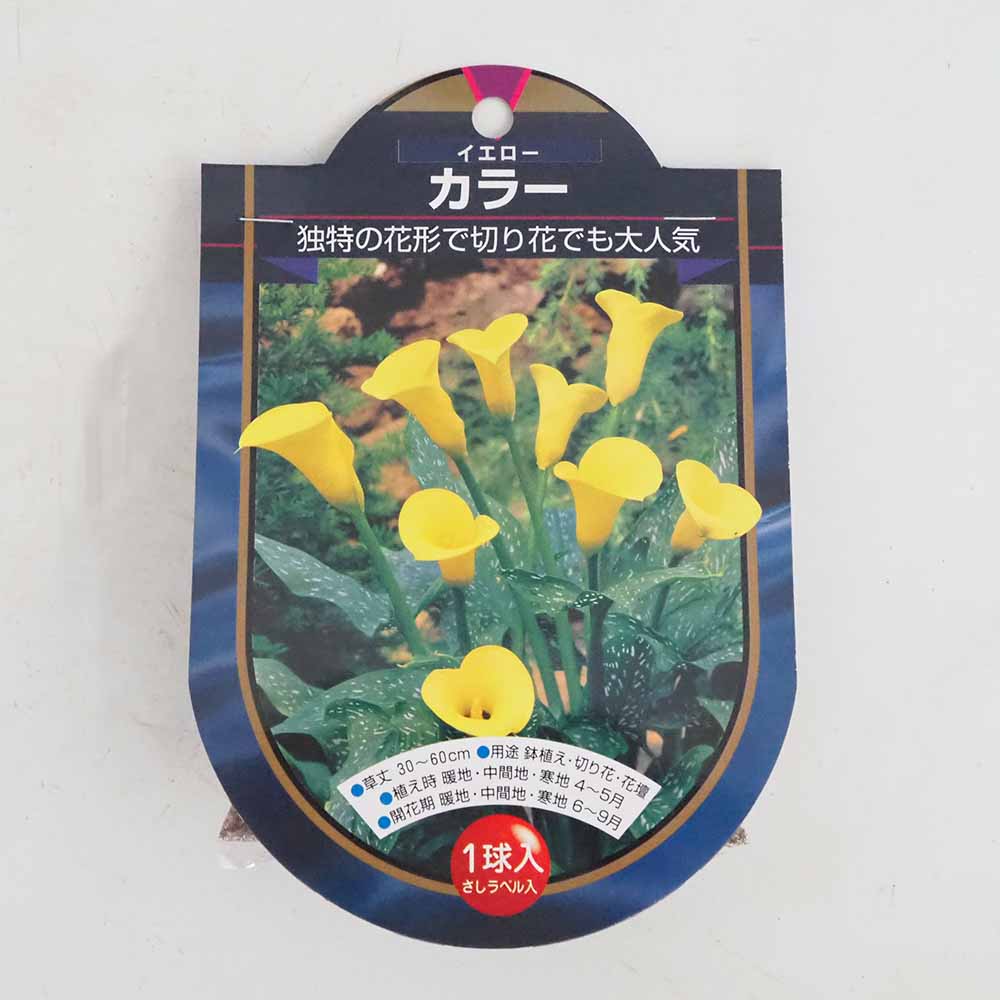 花球根 カラー イエロー 【花球根 1球】