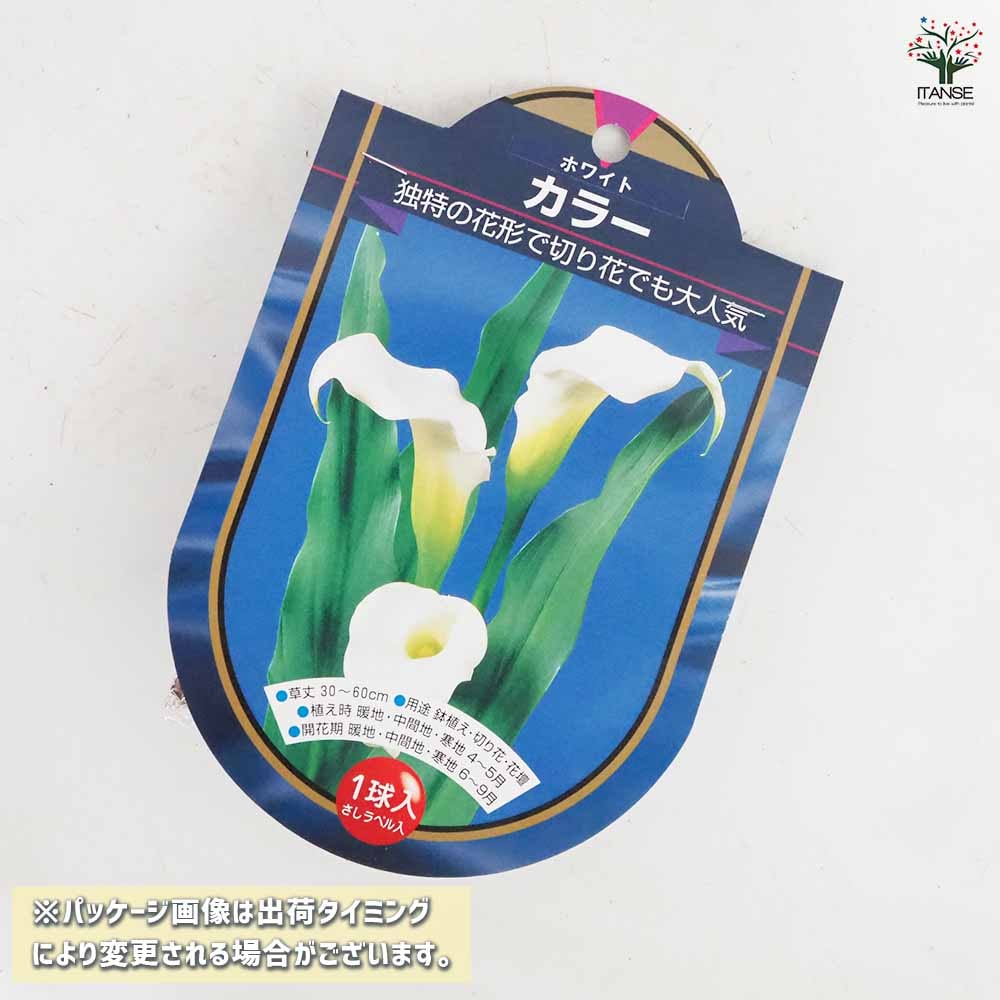 花球根 カラー ホワイト 【花球根 1球】｜ 【植物のITANSE】全品