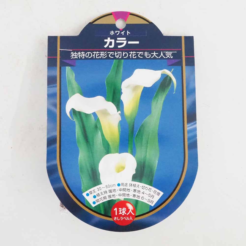 花球根 カラー ホワイト 【花球根 1球】｜ 【植物のITANSE】全品