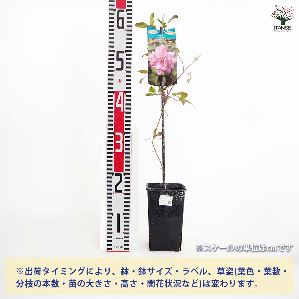 クレマチス いろどり 【花苗 4号／1個売り】｜ 【植物のITANSE