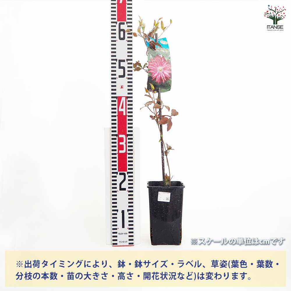 クレマチス 花炎 【花苗 4号／1個売り】｜ 【植物のITANSE】全品