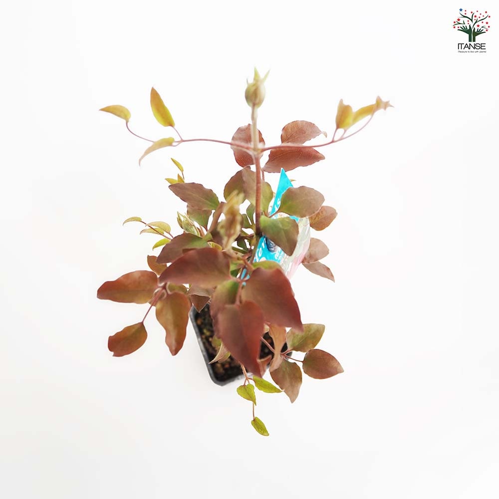 クレマチス 花炎 【花苗 4号／1個売り】｜ 【植物のITANSE】全品
