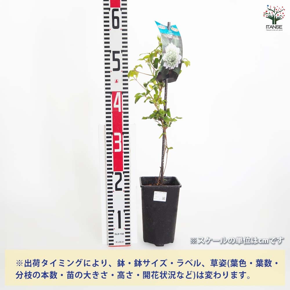 クレマチス こはな 【花苗 4号／1個売り】｜ 【植物のITANSE