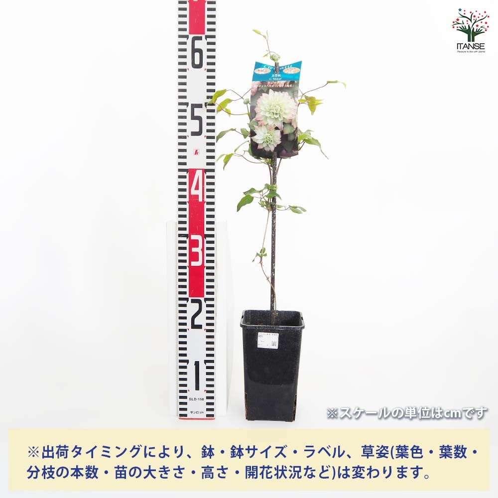 クレマチス 美登利(みどり) 【花苗 4号／1個売り】｜ 【植物の