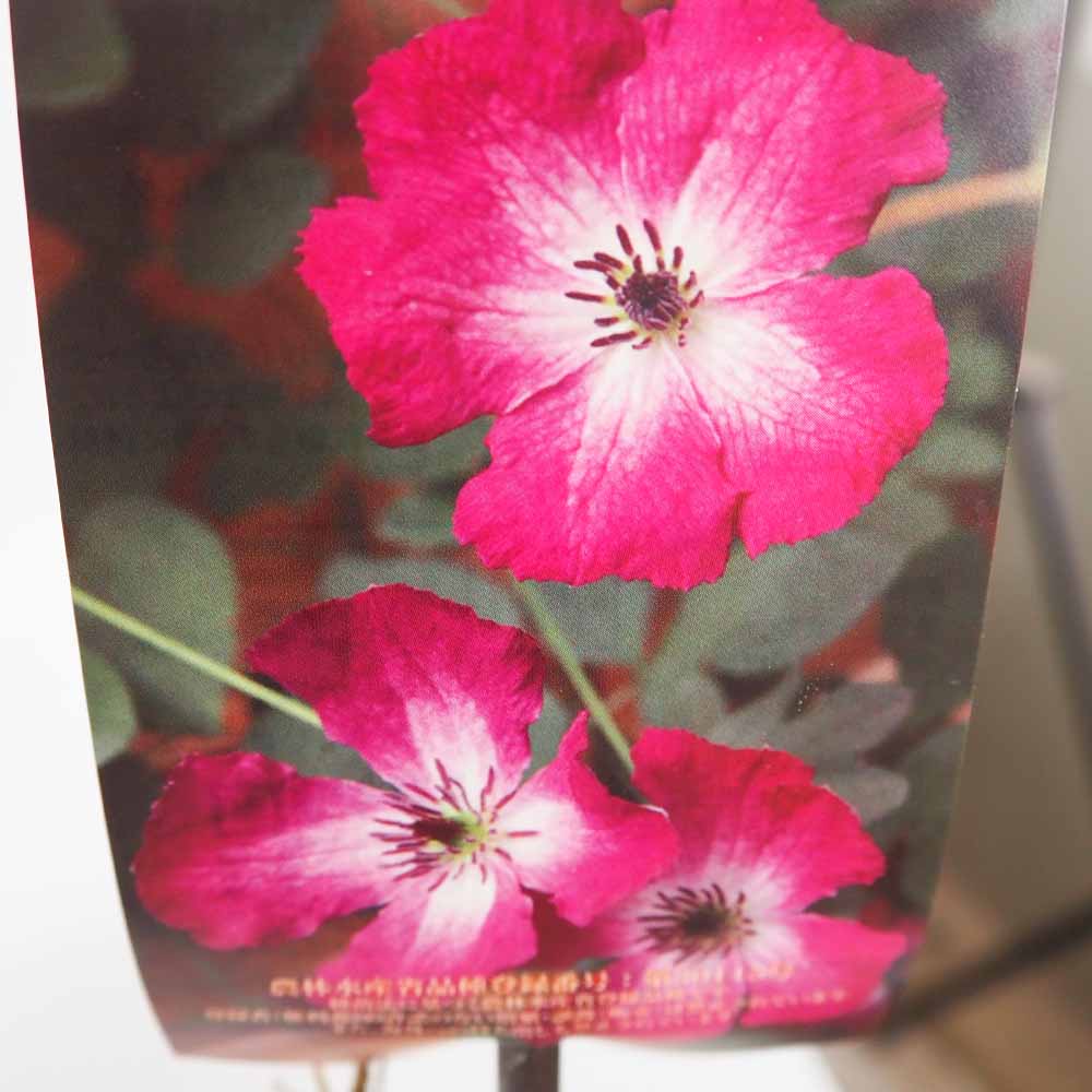 クレマチス マリア ルージュ 【花苗 4号／1個売り】