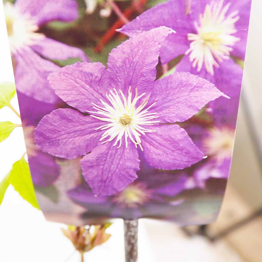 クレマチス ウィズリー 【花苗 4号／1個売り】