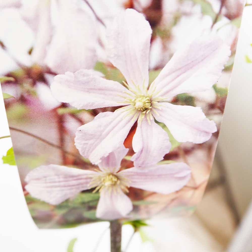 クレマチス ホワイト プリンス チャールズ 【花苗 4号／1個売り】