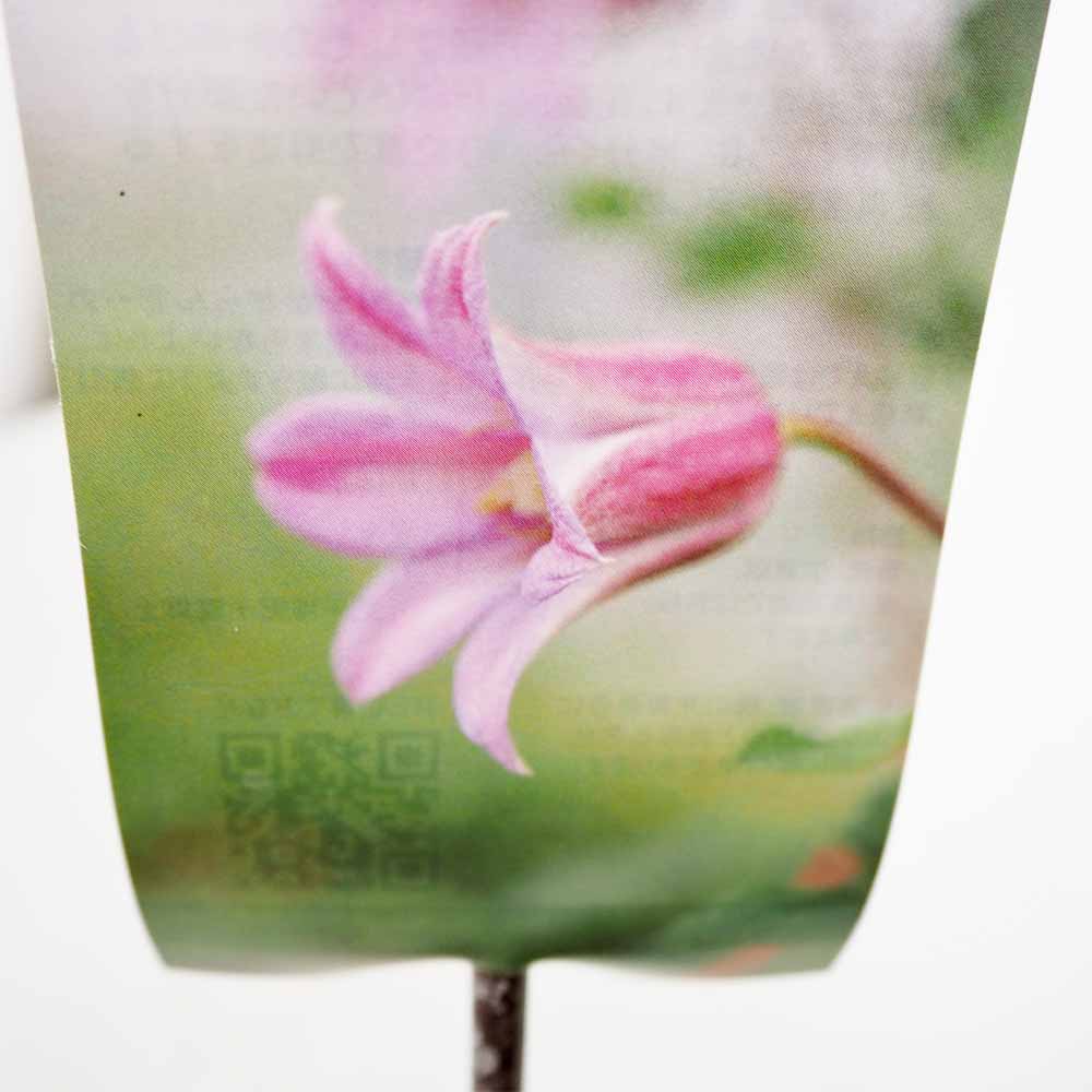 クレマチス ミーネ ベル(ミニ ベル) 【花苗 4号／1個売り】